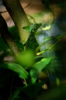 Bazilisek zeleny - Basiliscus plumifrons - Green Basilisk o8383